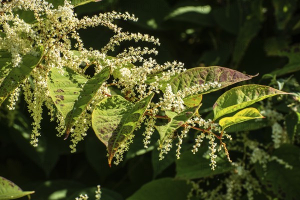 Flowering Japanese Knotweed (Fallopia Japonica), an invasive piece in a forest clearing in Ystad, Skåne county, Sweden, Scandinavia