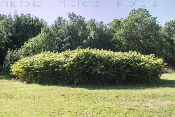 Flowering Japanese Knotweed (Fallopia Japonica), an invasive piece on a meadow in Ystad, Skåne county, Sweden, Scandinavia