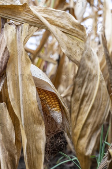 Maize field near Hünxe, dry plants, still being harvested, mostly used for concentrated feed for pigs, cattle and chickens, gloomy storm clouds, North Rhine-Westphalia, Germany