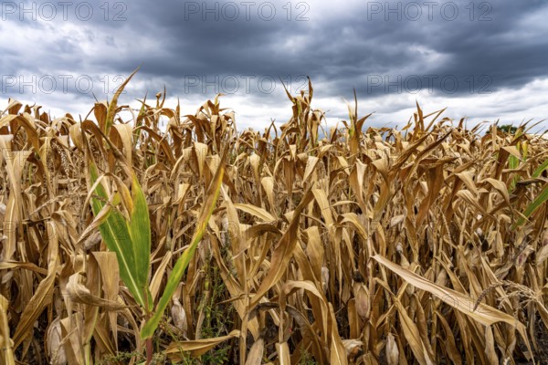 Maize field near Hünxe, dry plants, still being harvested, mostly used for concentrated feed for pigs, cattle and chickens, gloomy storm clouds, North Rhine-Westphalia, Germany