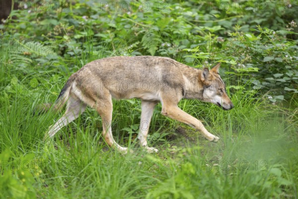 Eurasian wolves (Canis lupus lupus), walking in the forest, Hesse, Germany