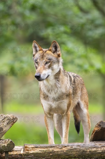 Eurasian wolf (Canis lupus lupus) standing in a forest, Hesse, Germany