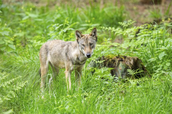 Eurasian wolf (Canis lupus lupus) standing in a forest, Hesse, Germany