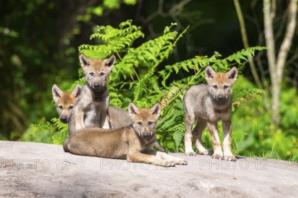 Eurasian wolf (Canis lupus lupus) cubs (youngster) on a little sand hill in the forest, Hesse, Germany