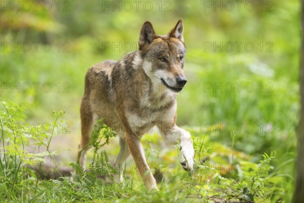 Eurasian wolf (Canis lupus lupus) walking in a forest, Hesse, Germany