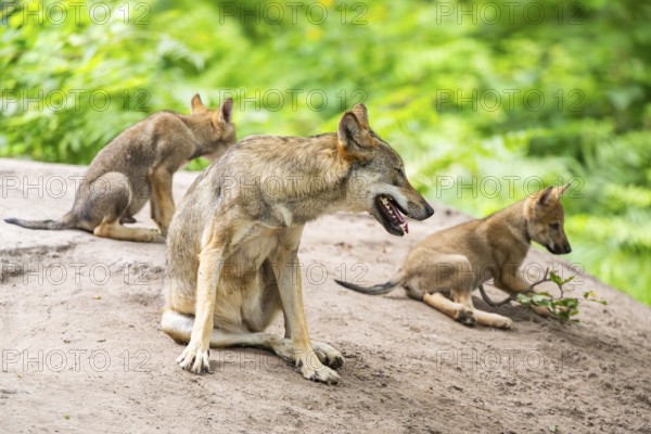 Eurasian wolf (Canis lupus lupus) mother playing with her cub (youngster) on a little sand hill in the forest, Hesse, Germany