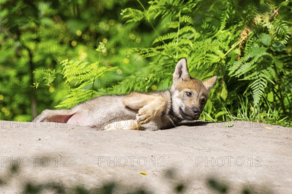 Eurasian wolf (Canis lupus lupus) cub (youngster) lying on a little sand hill in the forest, Hesse, Germany