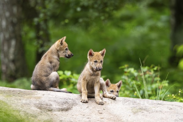 Eurasian wolf (Canis lupus lupus) cubs (youngster) on a little sand hill in the forest, Hesse, Germany