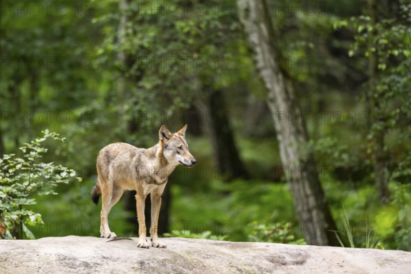 Eurasian wolf (Canis lupus lupus) standing on a little sand hill in the forest, Hesse, Germany