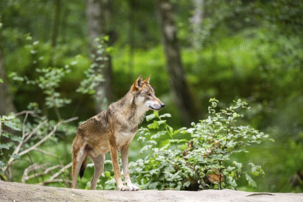 Eurasian wolf (Canis lupus lupus) standing on a little sand hill in the forest, Hesse, Germany