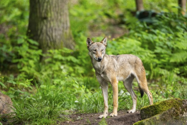 Eurasian wolf (Canis lupus lupus) standing in a forest, Hesse, Germany