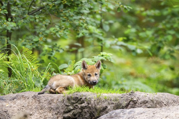 Eurasian wolf (Canis lupus lupus) cub (youngster) lying on a little sand hill in the forest, Hesse, Germany