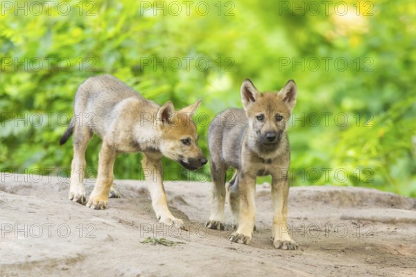 Eurasian wolf (Canis lupus lupus) cubs (youngster) on a little sand hill in the forest, Hesse, Germany