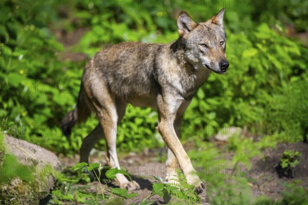 Eurasian wolves (Canis lupus lupus), walking in the forest, Hesse, Germany