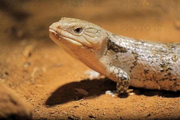 Blue-tongued skink (Tiliqua scincoides), adult, on the ground, foraging, alert, portrait, Australia, Germany