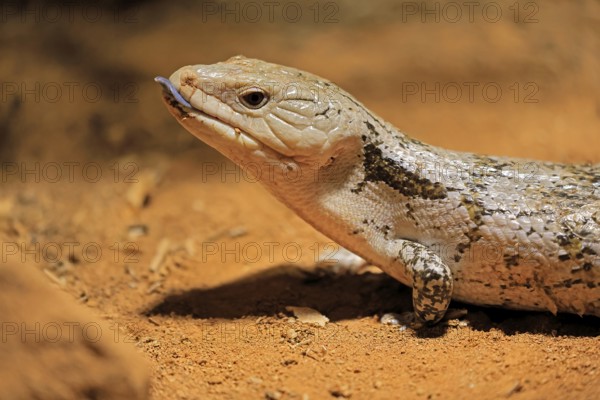 Blue-tongued skink (Tiliqua scincoides), adult, on ground, threatening, portrait, Australia, Germany