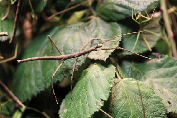 Annam stick insect (Medauroidea extradentata), Vietnamese stick insect, ghost insect, adult, foraging, feeding, camouflage, in foliage, Vietnam