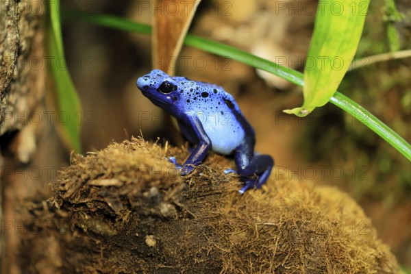 Blue poison dart frog (Dendrobates tinctorius), Blue poison dart frog, adult, alert, South America