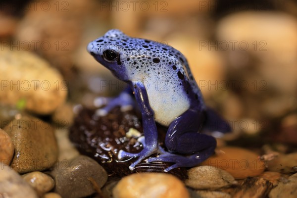 Blue poison dart frog (Dendrobates tinctorius), Blue poison dart frog, adult, alert, in water, South America