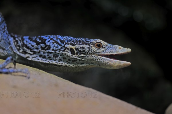 Blue-spotted tree monitor (Varanus macraei), MacRae's monitor, adult, portrait, alert, Southeast Asia