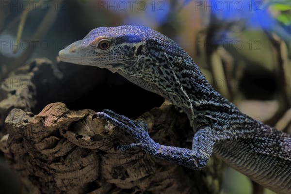 Blue-spotted tree monitor (Varanus macraei), MacRae's monitor, adult, portrait, resting, Southeast Asia