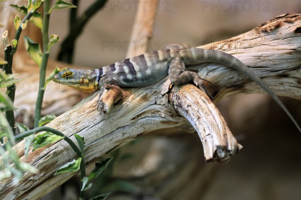 Blue rock iguana (Petrosaurus thalassinus), adult, on tree trunk, Latin America
