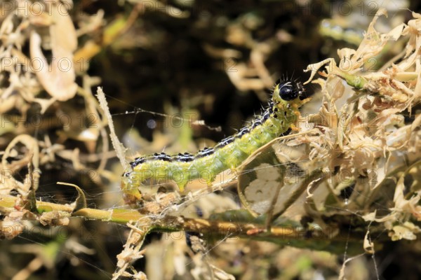 Box tree moth (Cydalima perspectalis), caterpillar, feeding on boxwood, clear feeding, Ellerstadt, Rhineland Palatinate, Germany