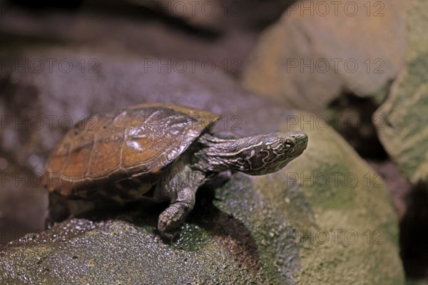 Chinese three-legged turtle (Mauremys reevesii), adult, on rocks, foraging, vigilant, stream turtle, China