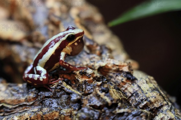 Three-striped Woodcreeper (Epipedobates tricolor), adult, calling, on tree, Ecuador, South America