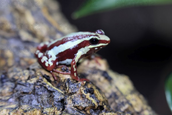 Three-striped Woodcreeper (Epipedobates tricolor), adult, on tree, Ecuador, South America