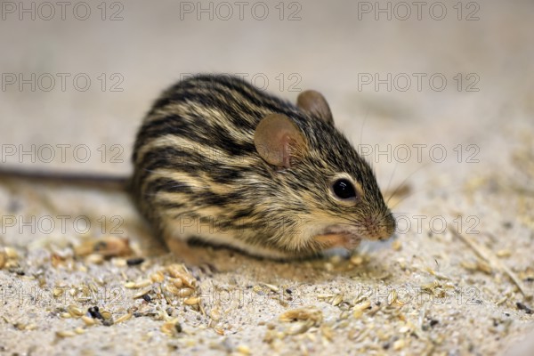 Typical striped grass mouse (Lemniscomys striatus), adult, on ground, alert, foraging, East Africa, West Africa