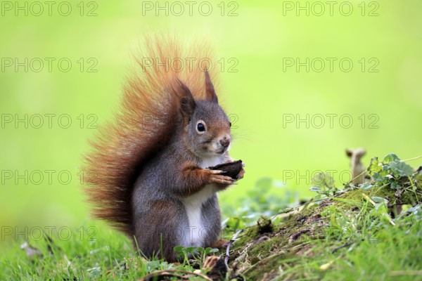 Squirrel (Sciurus vulgaris), adult, in a meadow, eating, with food, walnut, Mannheim, Germany