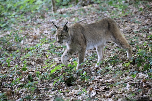Eurasian lynx (Lynx lynx), adult, stalking, alert, in forest, Hesse, Germany, Europe, captive