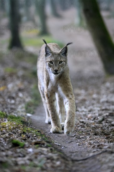 Eurasian lynx (Lynx lynx), adult, stalking, alert, in forest, Hesse, Germany, Europe, captive