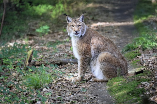 Eurasian lynx (Lynx lynx), adult, male, sitting, alert, in forest, Hesse, Germany, Europe, captive