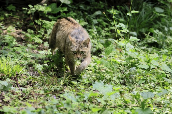 European wildcat (Felis silvestris), adult, stalking, in the forest, foraging, alert, Hesse, Germany, Europe, captive