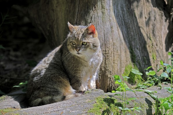European wildcat (Felis silvestris), adult, sitting on tree trunk, alert, Hesse, Germany, Europe, captive