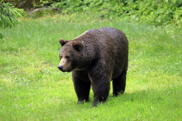 European brown bear (Ursus arctos arctos), adult, female, alert, meadow, in summer, Bavarian Forest National Park, Germany, Europe, captive