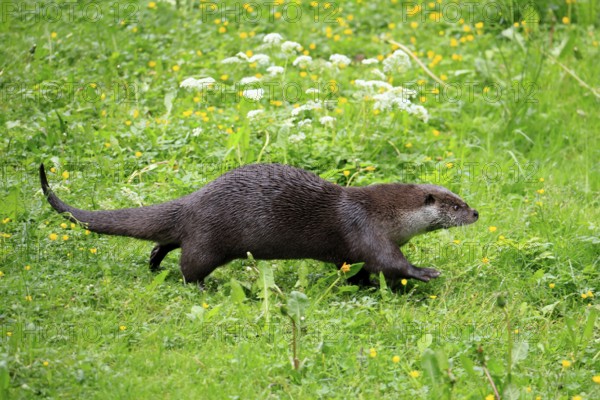 Otter (Lutra lutra), adult, on land, in a meadow, running, Bavarian Forest National Park, Germany, Europe, captive