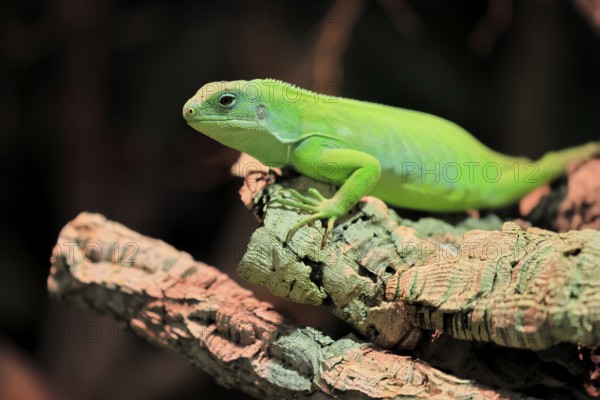 Banded Fiji Iguana (Brachylophus fasciatus), adult, on tree, alert, portrait, Tonga, Fiji, Oceania, captive