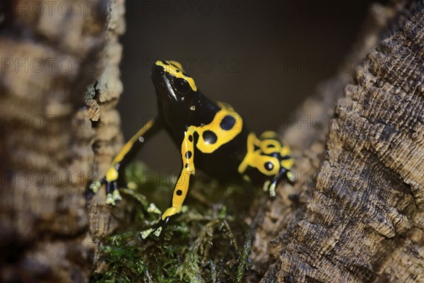 Yellow-banded poison dart frog (Dendrobates leucomelas), adult, alert, South America, captive
