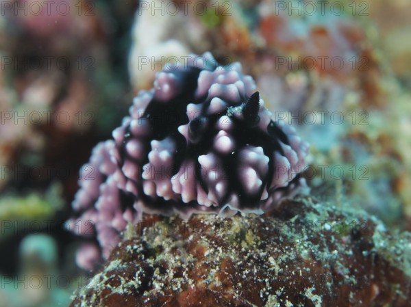 Purple dotted nudibranch with black body, pustule warty snail (Phyllidiella pustulosa), warty snail, on sea sponge. Dive site Napoleon, Permuteran, Bali, Indonesia