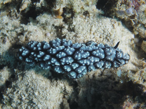 Blue nubby nudibranch, pustular warty snail (Phyllidiella pustulosa), warty snail, on a sandy seabed. Dive site Gondol East, Penyapangan, Bali, Indonesia