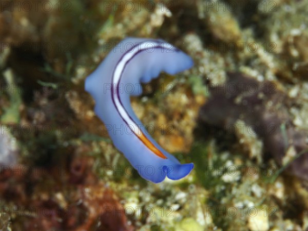 Elegantly curved blue flatworm with orange accents, racing stripe whirlpool worm (Pseudoceros bifurcus. Dive site Spice Reef, Penyapangan, Bali, Indonesia