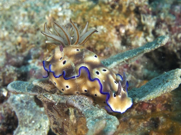 Brown-spotted nudibranch with blue edges, magnificent star snail (Hypselodoris tryoni), in the sea. Dive site Napoleon, Permuteran, Bali, Indonesia