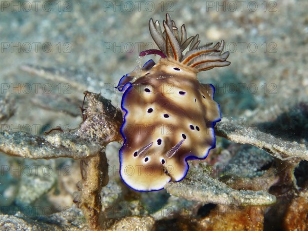 Marine snail with soft brown shadings, the magnificent star snail (Hypselodoris tryoni), on a coral. Dive site Napoleon, Permuteran, Bali, Indonesia