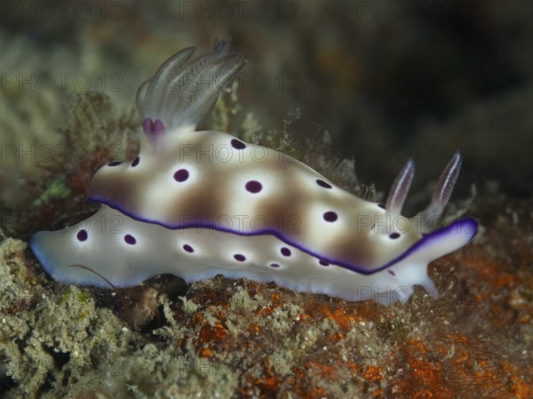 Purple-spotted nudibranch, the magnificent star snail (Hypselodoris tryoni), on a seabed. Dive site Gondol Reef, Gondol, Bali, Indonesia