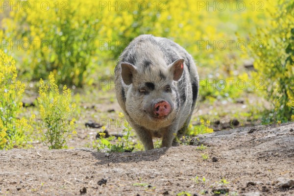 A Kunekune pig (sus scrofa domesticus), a domestic breed from New Zealand walks walks through a yellow flowering meadow. Captive, Austria
