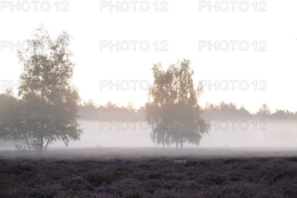 Heath landscape with morning fog, August, Germany