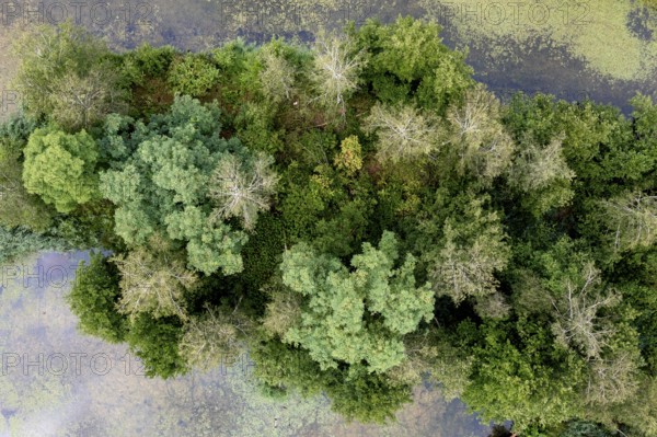 Aerial view, islands in the Drau, river, Brenndorf bird sanctuary, Carinthia, Austria
